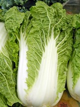 Michihili, Chinese Cabbage Seeds, NON-GMO, Variety Sizes, Free Shipping - £1.30 GBP+