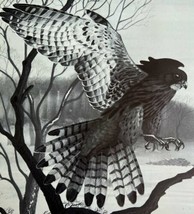 Common Kestrel Art Print Black &amp; White Birds Of Prey Vintage Nature 1979... - $29.99