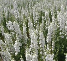 From Usa Delphinium White King Larkspur Floral Designers Cut Flowers Non-GMO 200 - £3.18 GBP