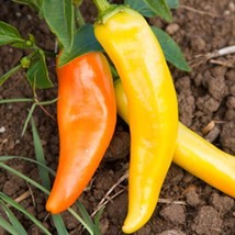 Hungarian Hot Wax Pepper Seeds Heirloom Hot Pepper Seeds 50 Seeds - $9.00
