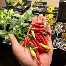 Basket Of Fire Pepper Seeds Fast Ship Fresh Seeds USA SELLER - $11.50