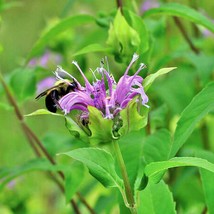 Wild Bergamot (Bee Balm) Culinary & Herbs Heirloom Seeds Attracts Hummingbirds B - £7.26 GBP