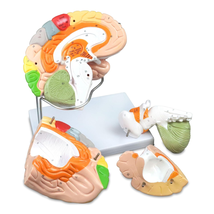 Color-Coded Human Regional Brain - 4 Parts Approximately 130 Key Structu... - $201.01