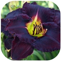 DAKAR daylilies perennial&#39;s return every year multiplying - £49.03 GBP