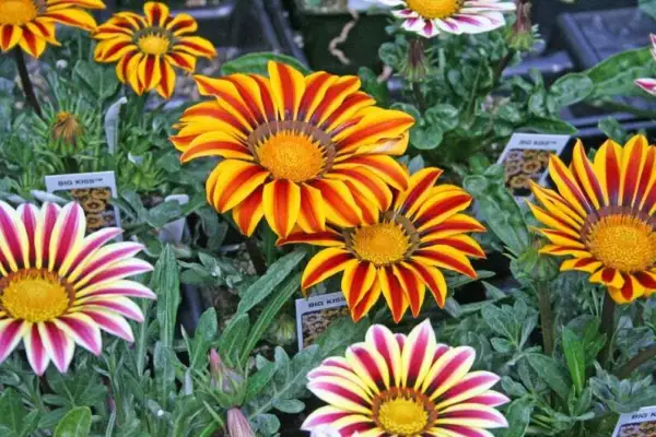 Gazania Seeds Kiss Mix 50 Flower Seeds Garden - £11.74 GBP