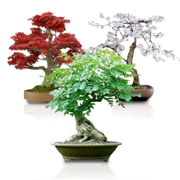 Bonsai Seed Bundle #3-Japanese Red Maple, Black Cherry Ee Of Life Seeds ... - £22.53 GBP