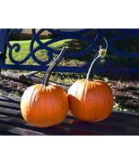 USA SELLER Long Handle Field Trip Pumpkin 10 Seeds Small Medium Size Fre... - £16.31 GBP