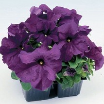 50 Pelleted Petunia Seeds Limbo Purple Petunia Seeds Fresh Garden USA SELLER - $26.75