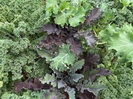 Kale Mix Seeds Varieties | Cold Hearty | Heirloom | Vegetable FRESH - $16.41