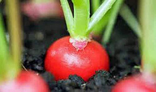 Primary image for Radish Seed,Cherry Belle, Heirloom, Non GMO 50+ Seeds, Red Radishes