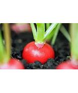 Radish Seed,Cherry Belle, Heirloom, Non GMO 50+ Seeds, Red Radishes - $3.74