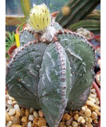 BRN Astrophytum Myriostigma Fukuryu Japan Cultivar Hybrid Cactus 100 See... - $81.54 CAD