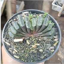 Haworthia truteriorum Hybrids Gray Semilucent White Succulent 5 Seeds - $22.10
