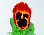 KKG Pansy Seeds Swiss Giant Red &amp; Gold 50 Seeds Fresh Garden - $9.89