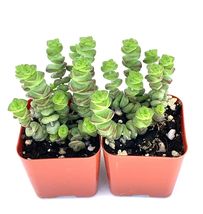 2&quot; Pots Baby Necklace Succulents Crassula Marnieriana x Perforata 2 Pack - $33.80
