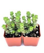 2&quot; Pots Baby Necklace Succulents Crassula Marnieriana x Perforata 2 Pack - £27.01 GBP