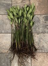  10 XXL MANGROVE PLANTS EXTREMELY HEALTHY 100% ORGANIC AQUARIUM POND PLANT - $84.15