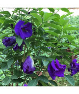 PSA 100 Seeds Fresh Pea Clitoria Ternatea Garden Flower Blue Seeds Fast ... - $271.49 MXN
