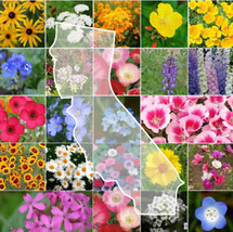 From Usa California Wildflower Mix Perennials &amp; Annuals Usa Non-GMO 23 Species 1 - £3.18 GBP