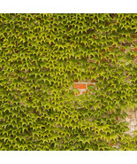 Boston Ivy Outdoor Creepers Plant Seeds 100 Seeds/Pack Perennial Climbin... - $14.90