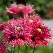200+ Rose Feathers Poppy Seeds – Unique Heirloom Garden Flowers - $16.50