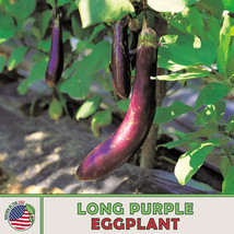 Grow In US 200 Japanese Long Purple Eggplant Heirloom Non-Gmo - £9.27 GBP