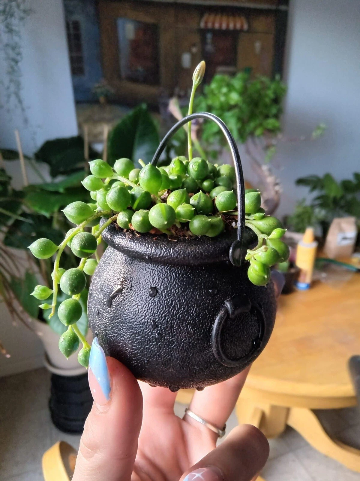 string of pearls plant - $20.98