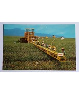 DOLE FOODS HAWAII&#39;S BEST AMERICA&#39;S FAVORITE FOOD FARMING POSTCARD ADVERT... - $16.44 CAD