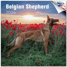 Belgian Shepherd Wall Calendar 2024 Animal DOG PET Lover Gift - £19.77 GBP