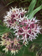 Milkweed Showy, 40 Seeds R - £13.06 GBP