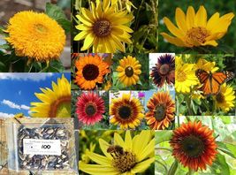 Ship From Us 250 Sunny Sunflower Mix Seeds, ZG09 - £17.55 GBP