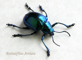 Chrysochus Species Metallic Green-blue Leaf-beetles Framed Entomology Shadowbox  - $58.99