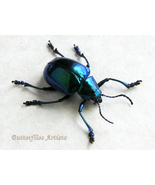 Chrysochus Species Metallic Green-blue Leaf-beetles Framed Entomology Sh... - £47.15 GBP