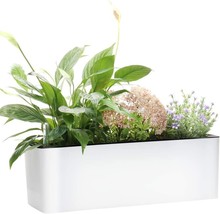GardenBasix Elongated Self Watering Planter Pots Window Box 5.5 x 16 inch with - £29.56 GBP