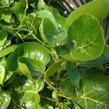 Wild Shield Aralia Polyscias Scutellaria Rare Live Plants Cuttings Fast ... - $356.51 MXN+