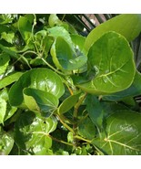 Wild Shield Aralia Polyscias Scutellaria Rare Live Plants Cuttings Fast Growing - $354.99 MXN - $822.35 MXN