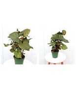 4” pot Syngonium Maria Allusion, Arrowhead Plant LIVE HOUSEPLANT - £40.11 GBP