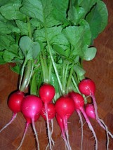 Radish Seeds Cherry Belle 500 Seeds Fresh Seeds Fast Shipping - $13.08