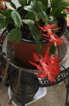 ❤️RED Christmas Schlumbergera Cactus Succulent Unrooted Leaf Cutting - £1.60 GBP