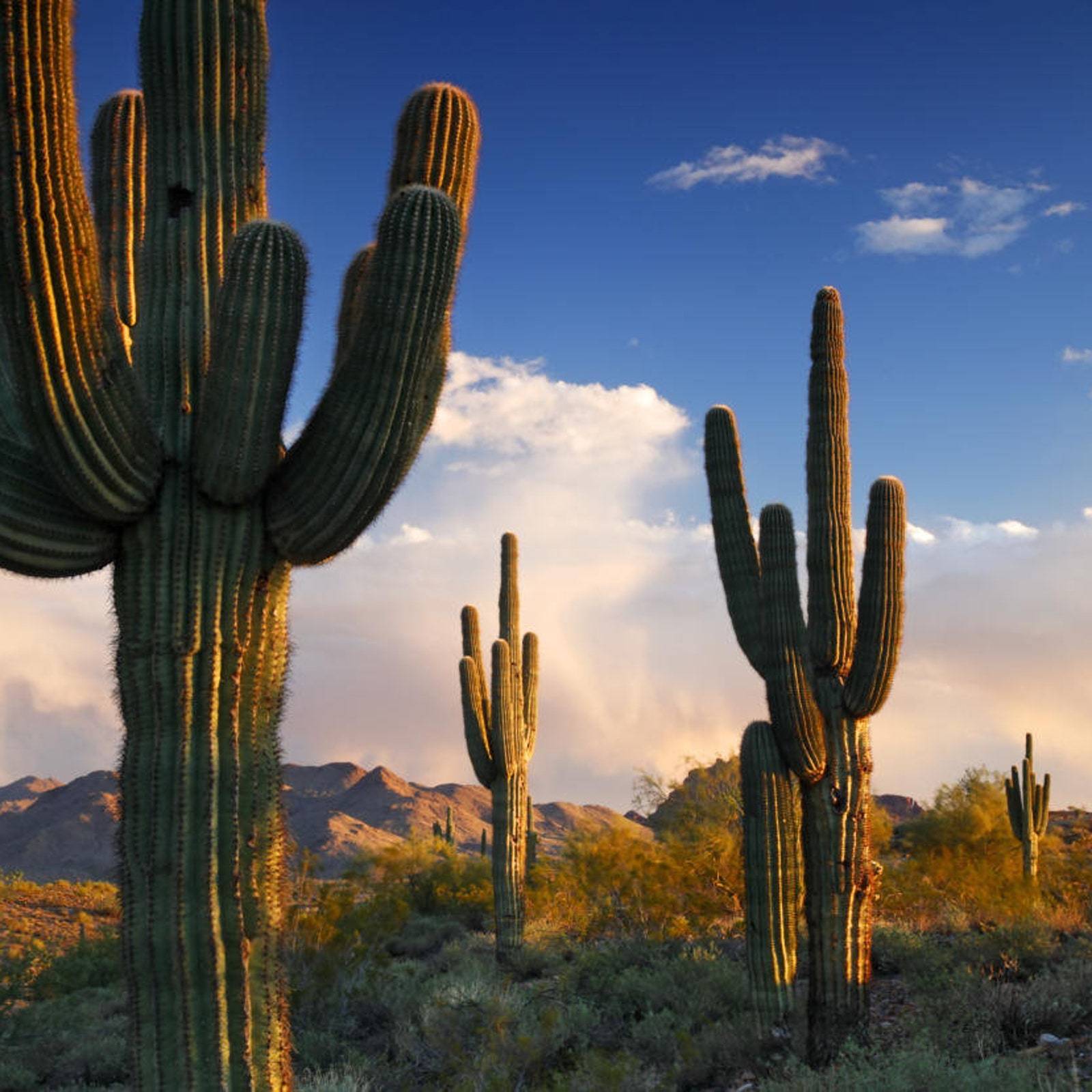 Saguaro Cactus Plant (Carnegiea Gigantea) Seeds Garden