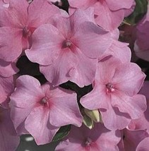 50 Seeds Impatiens Accent Series Deep Pink Annual - £16.48 GBP