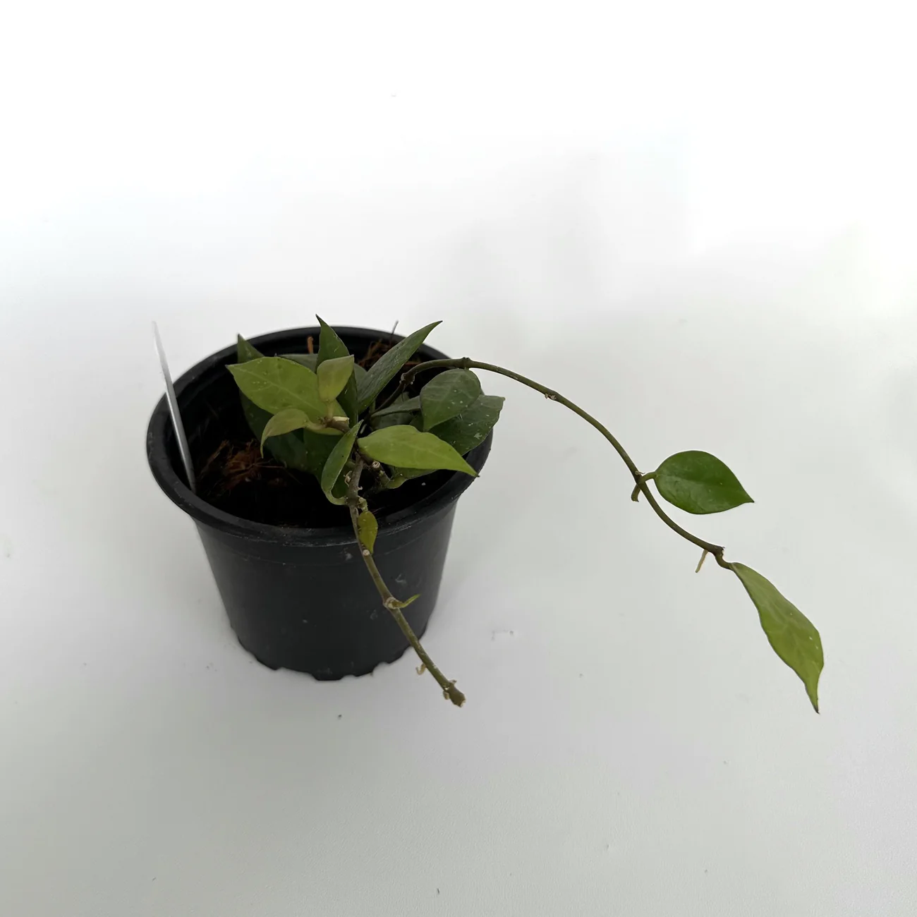 Semilir Hoya Elle 3.5 Inch Pot - $129.98