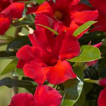 Plug Size 3 To 5&quot; Tall - Red Mandevilla Vine Live Well Rooted Starter Size Plant - £28.30 GBP