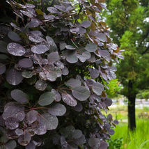 PURPLE SMOKE tree 4" pot image 5