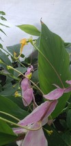 10 Seeds -Dancing Ladies Ginger- Ornamental Tropical -Yellow Blooms 8th - £3.20 GBP