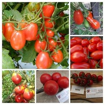 Red tomatoes from Russia - SORTIMENT - PACKAGE- 6 variety - 30+ seeds - V 119 - £6.38 GBP