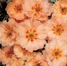 50 Sundial Peach Portulaca Moss Rose Seeds Annual Ground Cover Flower Seeds - £13.49 GBP