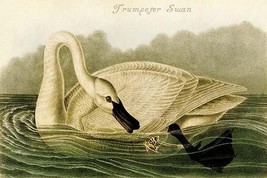 Trumpeter Swan by John James Audubon #2 - Art Print - £17.39 GBP+