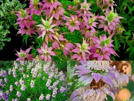 300 Flower Seeds SPOTTED BEE BALM Native Wildflower Herbal Tea Medicinal Plant - £13.23 GBP