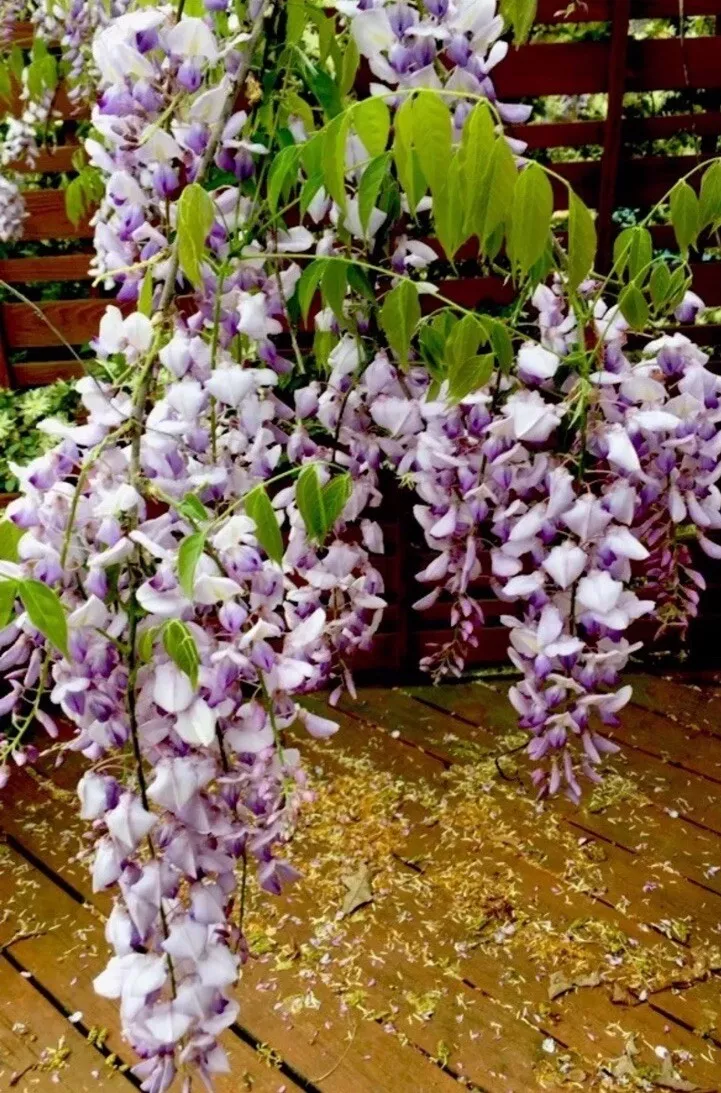 2 Wisteria Vines Live Plant Potted Fresh Cuts Purple Blue Moon Fragrance... - $37.60